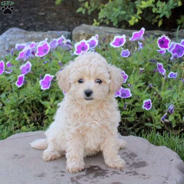Winnie, Bich-Poo Puppy
