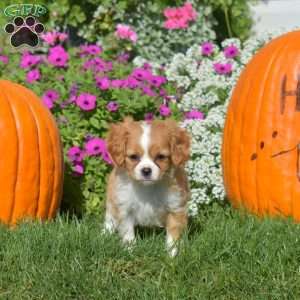 Winnie, Cavapoo Puppy