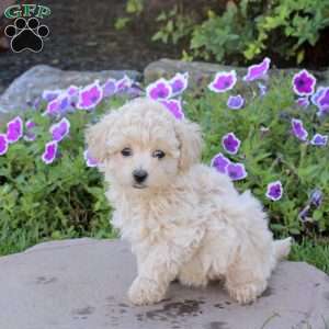 Winnie, Bich-Poo Puppy