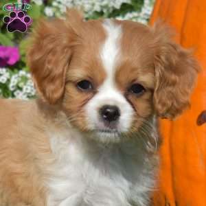 Winnie, Cavapoo Puppy