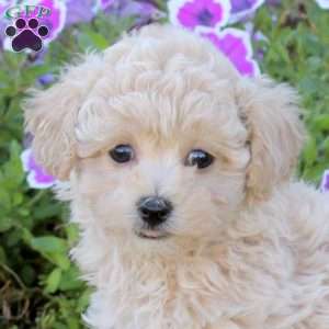 Winnie, Bich-Poo Puppy