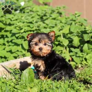 Winnie, Yorkie Puppy