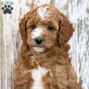 Winona, Mini Goldendoodle Puppy