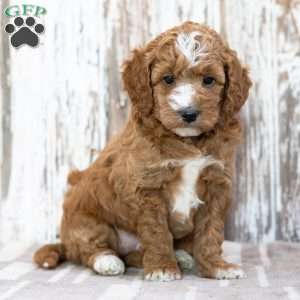 Winona, Mini Goldendoodle Puppy