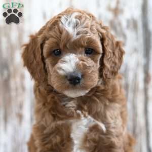 Winona, Mini Goldendoodle Puppy