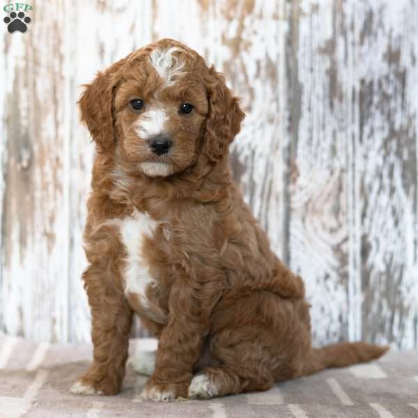 Winona, Mini Goldendoodle Puppy