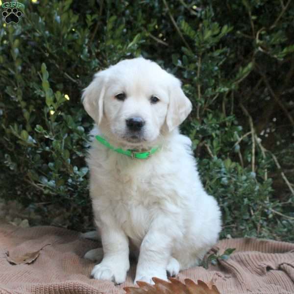 Winston, Golden Retriever Puppy
