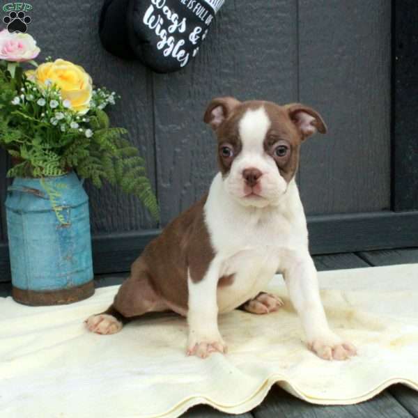Winston, Boston Terrier Puppy