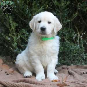 Winston, Golden Retriever Puppy