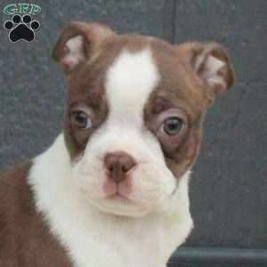 Winston, Boston Terrier Puppy