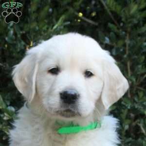 Winston, Golden Retriever Puppy