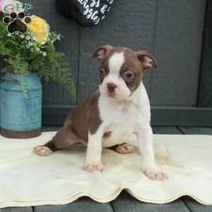 Winston, Boston Terrier Puppy