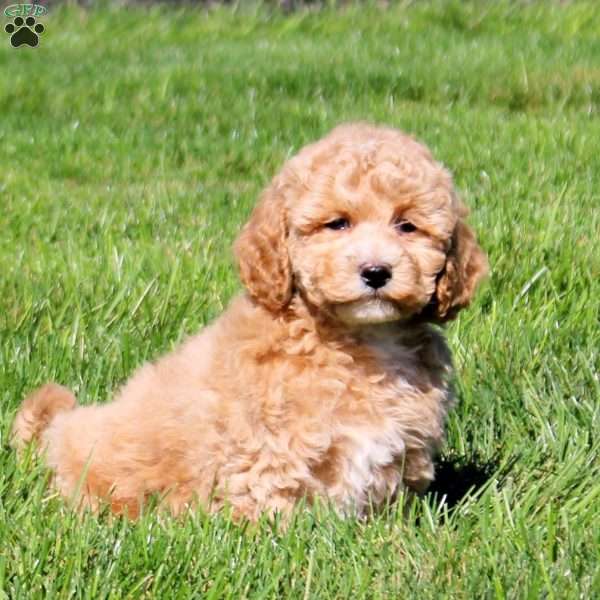 Winter, Bich-Poo Puppy