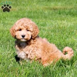 Winter, Bich-Poo Puppy