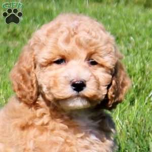 Winter, Bich-Poo Puppy