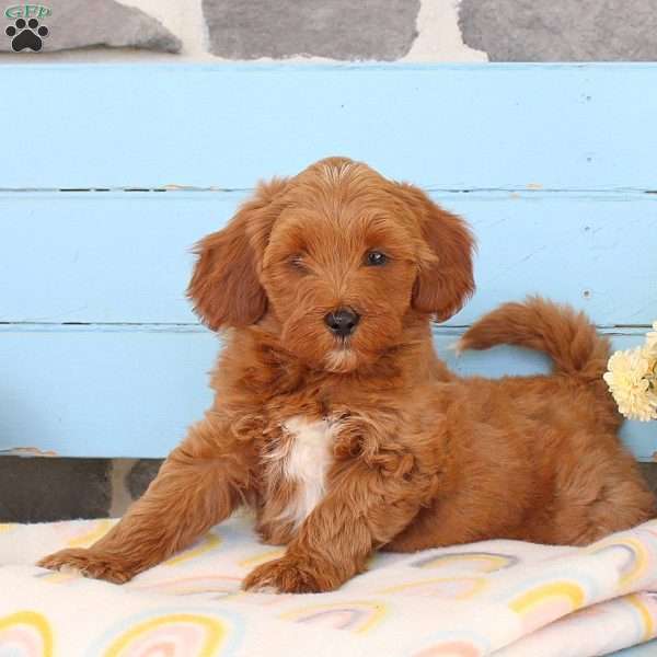 Winter, Shih-Poo Puppy