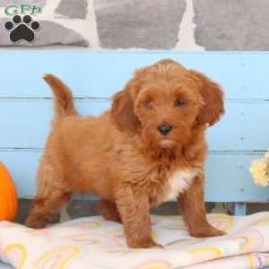 Winter, Shih-Poo Puppy
