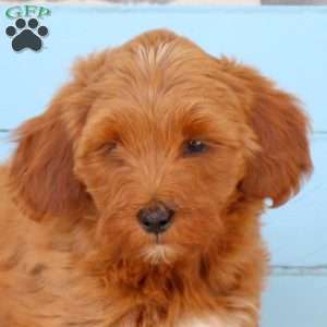 Winter, Shih-Poo Puppy