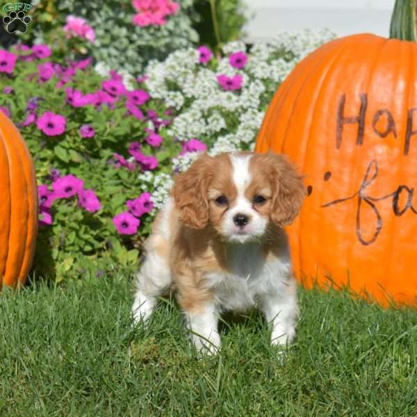Wish, Cavapoo Puppy