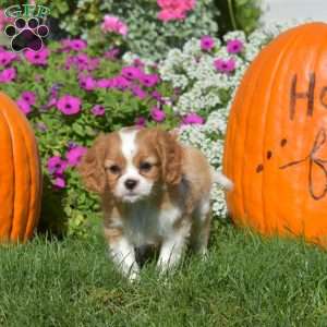 Wish, Cavapoo Puppy