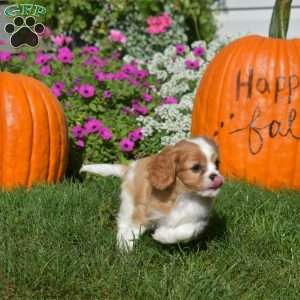 Wish, Cavapoo Puppy