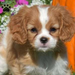 Wish, Cavapoo Puppy