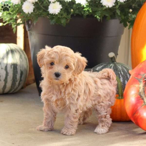 Wisteria, Maltipoo Puppy