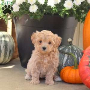 Wisteria, Maltipoo Puppy
