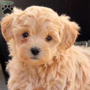 Wisteria, Maltipoo Puppy