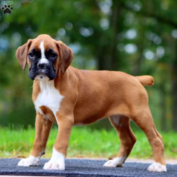 Wonder, Boxer Puppy