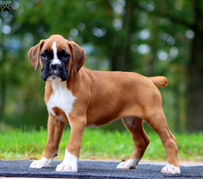 Wonder (Boxer, Female) in Birdsboro, PA