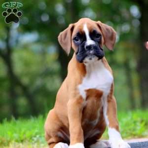 Wonder, Boxer Puppy
