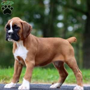 Wonder, Boxer Puppy