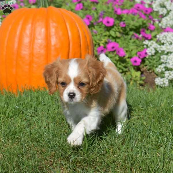 Wrangler, Cavapoo Puppy