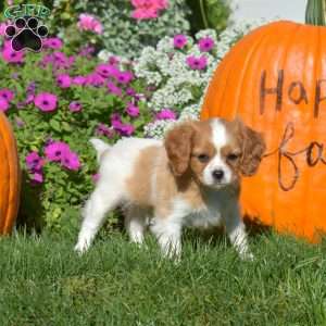 Wrangler, Cavapoo Puppy