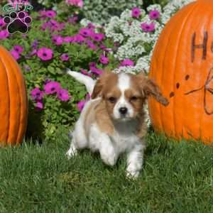 Wrangler, Cavapoo Puppy
