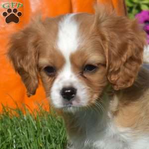 Wrangler, Cavapoo Puppy
