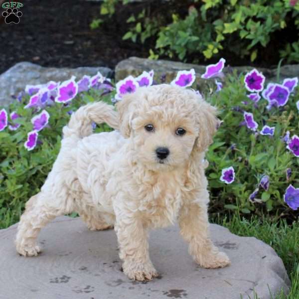 Wren, Bich-Poo Puppy