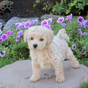 Wren, Bich-Poo Puppy