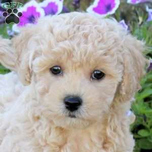 Wren, Bich-Poo Puppy