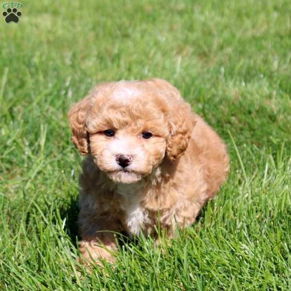 Wyatt, Bich-Poo Puppy