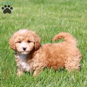 Wyatt, Bich-Poo Puppy