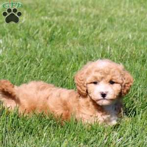 Wyatt, Bich-Poo Puppy