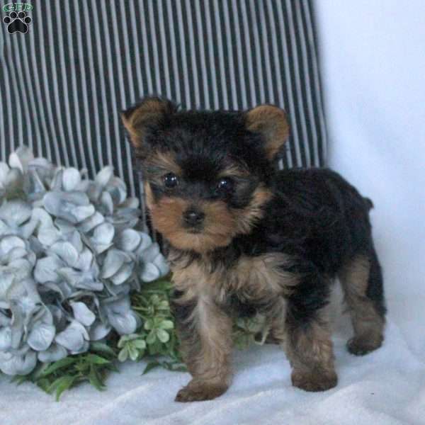 Xavier, Yorkie Puppy