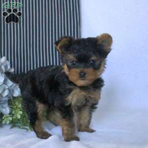 Xavier, Yorkie Puppy
