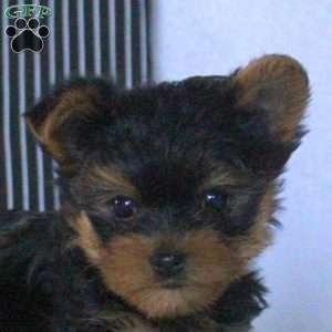 Xavier, Yorkie Puppy