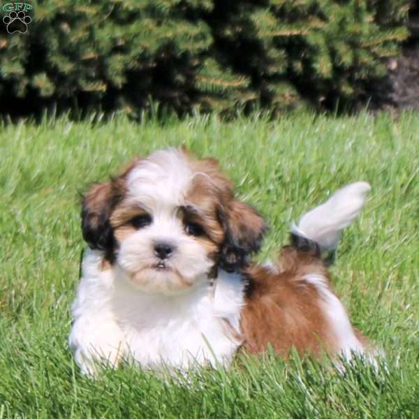 Zack, Teddy Bear Puppy