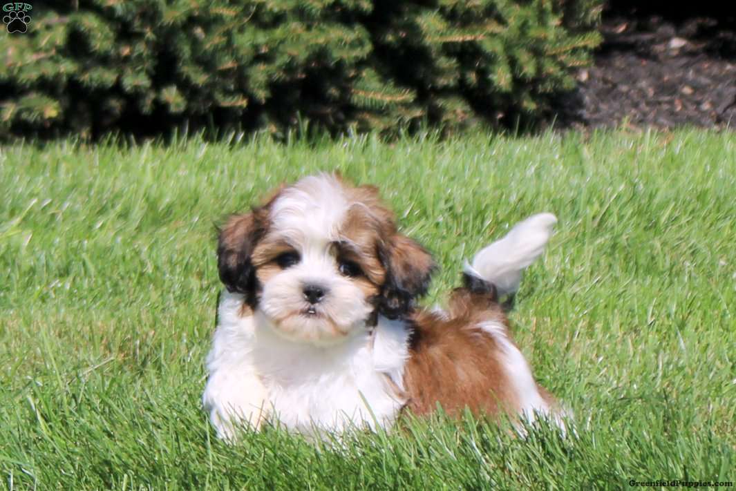 Zack (Teddy Bear, Male) in Ephrata, PA