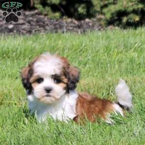 Zack, Teddy Bear Puppy