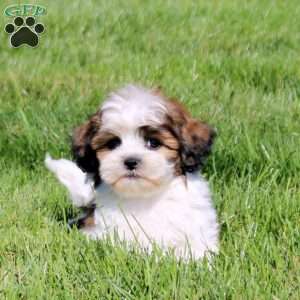 Zack, Teddy Bear Puppy